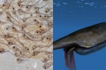 Đàn cá niên đại 50 triệu năm; tôm hùm to hơn người siêu quý hiếm lộ diện đầu tiên trên Trái Đất