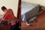 Video: Kinh hãi rắn hổ mang chúa khủng vùng vẫy trong phòng ngủ