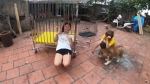 Hưng Vlog lại nhận rổ gạch đá khi nhốt em gái trong chuồng chó