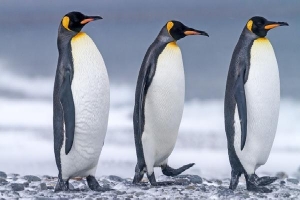 Nghiên cứu mới: Phân chim cánh cụt tạo ra khí gây cười, hít thở không khí trong khu vực thôi cũng đủ 'quặn ruột'