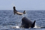 Cá voi sát thủ săn sư tử biển ngay sát bờ