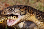 Clip: Hổ mang cái bị 'người tình' giết chết rồi nuốt chửng vì mang bầu với con rắn khác