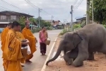 Video: Chú voi tặng thức ăn, quỳ lạy các nhà sư ở Thái Lan