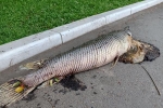 Cá chết trong công viên Thống Nhất là cá hỏa tiễn
