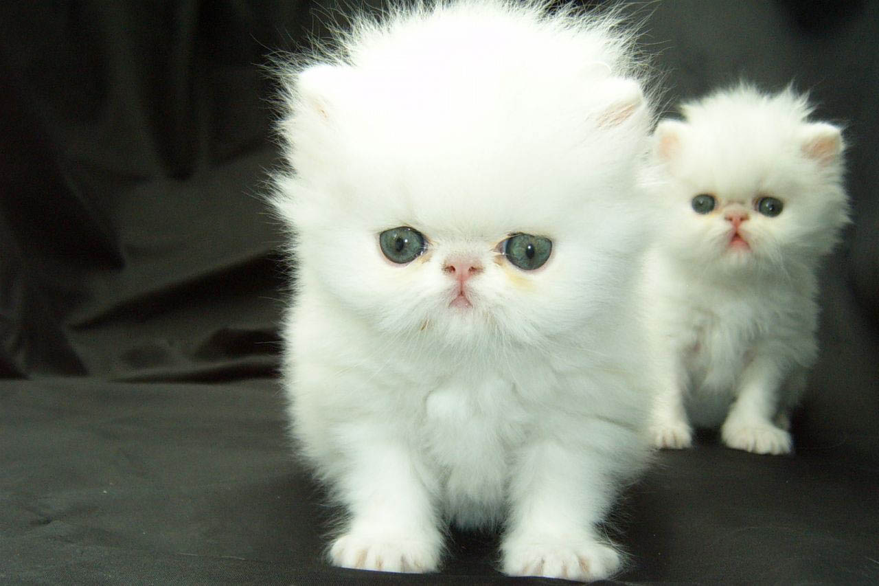 Порода самой милой кошки. Карликовый персидский кот. Персидская кошка котята. Персидские котята. Белый персидский котенок.