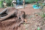 Bắt giữ nghi phạm vụ voi mẹ ăn phải dứa nhồi thuốc nổ
