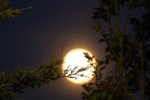 Hình ảnh tuyệt đẹp về trăng dâu tây tháng 6