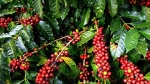 Giá cà phê hôm nay ngày 8/6: Đắk Lắk là địa phương có giá cà phê TỐT nhất