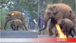 Thêm hình ảnh gây phẫn nộ tột cùng: Mẹ con nhà voi vào làng xin ăn, bị dân ném cầu lửa và đá xua đuổi không thương tiếc