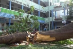 Nghiên cứu kỹ cây xanh thay thế cây bị đốn hạ trong trường học tại TP.HCM