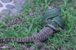 Video: Thằn lằn quay tít thò lò hòng thoát thân khỏi rắn xanh