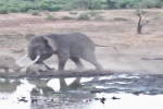 Đại chiến giữa voi và tê giác