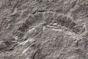 Sinh vật trên cạn đầu tiên của trái đất 'hiện hình' trong đá