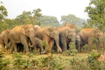 Nghiên cứu giải mã huyền thoại về những con voi say