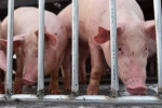 Giá lợn sống tại Thái Lan tăng mạnh sau thông tin Việt Nam nhập khẩu