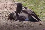 Video: Lợn rừng lạc mẹ bị đại bàng ăn tươi nuốt sống