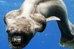 Hoảng hồn phát hiện cá mập mình rắn 80 triệu tuổi... vẫn còn sống!