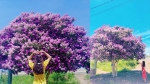 Giới trẻ đổ xô tới chụp ảnh với cây bằng lăng cô đơn hoa tím hot trend