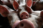 Còn 4 tỉnh bán lợn hơi giá 90.000 đồng/kg