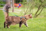 Mèo phải đeo dây xích khi đi bộ ngoài đường ở Australia
