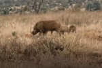 Video: Báo hoa mai bỏ mồi chạy thoát thân khi đàn lợn rừng xuất hiện