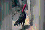 Clip: Loài gà 'độc nhất vô nhị' cất tiếng gáy như tiếng cười