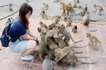 'Sự trỗi dậy của bầy khỉ' ở Thái Lan: Người dân bất lực vì khỉ xâm chiếm thành phố