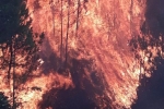 Hơn 200 ha rừng thông bốc cháy dữ dội