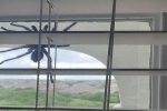 Kinh hãi phát hiện nhện khổng lồ to bằng chiếc đĩa lơ lửng ngoài cửa sổ