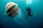 Bí ẩn của loài sứa khổng lồ với nọc độc chết người