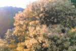 Video: Mãn nhãn ngắm hoa dẻ gai đua nhau khoe sắc tuyệt đẹp trên sườn núi