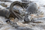 Ngựa vằn lọt giữa 40 con cá sấu: Cái kết khảm khốc