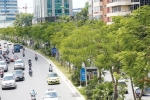 Chưa tới 5 năm, Hà Nội trồng mới hơn 1,5 triệu cây xanh: Đẹp đô thị, hạ nhiệt ngày nắng nóng