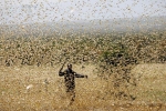 Hàng triệu con châu chấu bay kín trời tại Ấn Độ