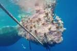 Video: Giải cứu cá nhà táng khổng lồ bị lưới quấn kín đuôi