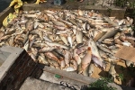 Vụ cá chết hàng loạt ở Hải Dương: Phục hồi điều tra vụ án