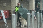 Nhân viên bảo vệ nhường ô che cho chú chó dưới mưa