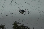 Ấn Độ sử dụng drone để tiêu diệt châu chấu