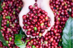 Thị trường giá nông sản hôm nay 4/7: Cà phê giảm, giá tiêu tăng