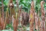 Đàn voi rừng quậy phá khu dân cư Đồng Nai bất chấp hàng rào điện