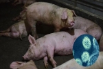 Những sự thật đáng sợ về dịch cúm lợn chủng mới tại Trung Quốc: Virus mang sự kết hợp hủy diệt, chưa có bất kỳ miễn dịch nào tồn tại