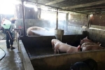 Khởi tố đối tượng chiếm đoạt tiền hỗ trợ dịch tả lợn châu Phi ở phường Phú Thứ