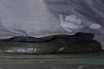 Video: Hoảng hốt phát hiện cặp rắn hổ mang chúa giao phối trong gầm giường
