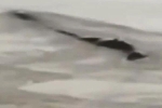 Thực hư câu chuyện phát hiện quái vật bí ẩn dài 20m ở đập Tam Hiệp