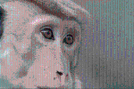 Video: Bầy khỉ rùng mình kinh hãi khi nhìn 'cỗ máy giết chóc' ăn cá
