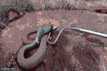 Clip: Bái phục pha giả chết đỉnh cao của rắn hổ mang khi 'đụng' phải người