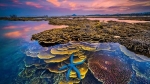Vẻ đẹp bãi san hô lộthiên ở Ninh Thuận