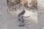 Video: Rắn cái giận dỗi bỏ đi vì rắn đực vụng về không biết giao phối