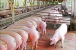 Giá lợn hơi hôm nay 11/7: Miền Trung - Nam tiếp tục tăng 1.000 - 3.000 đồng/kg