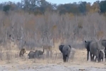 Video: Bất lực nằm chờ chết dưới hàm sư tử, voi con được cả đàn hỏa tốc đến giải cứu